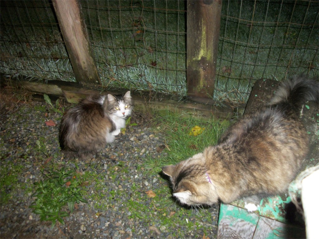 Zeke and opie in catio