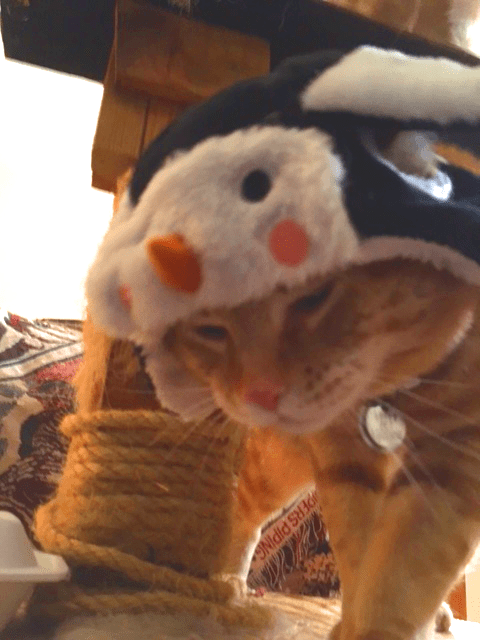 Scooby in penguin hat