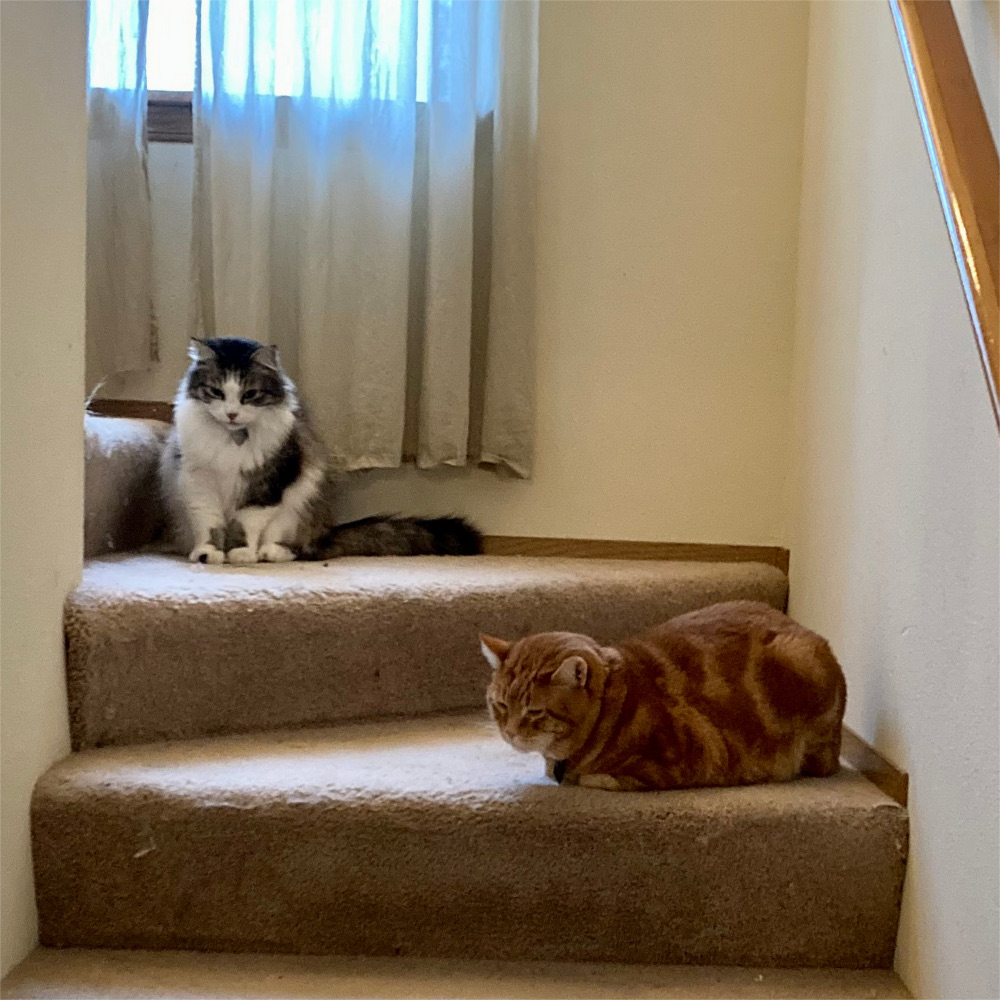 Zeke and Scooby on the stairs
