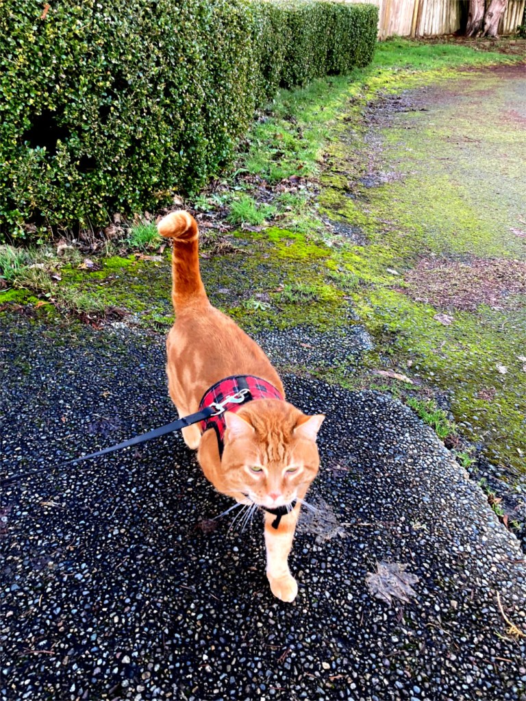 Scooby Walking Outside