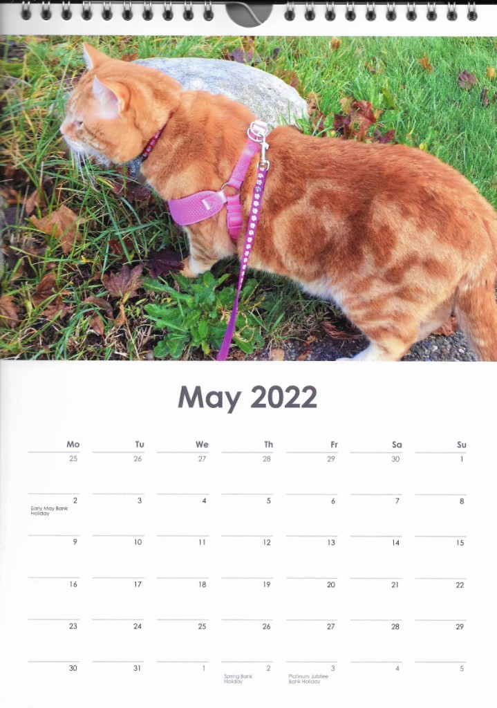 Scooby May 2022 caleendar cat