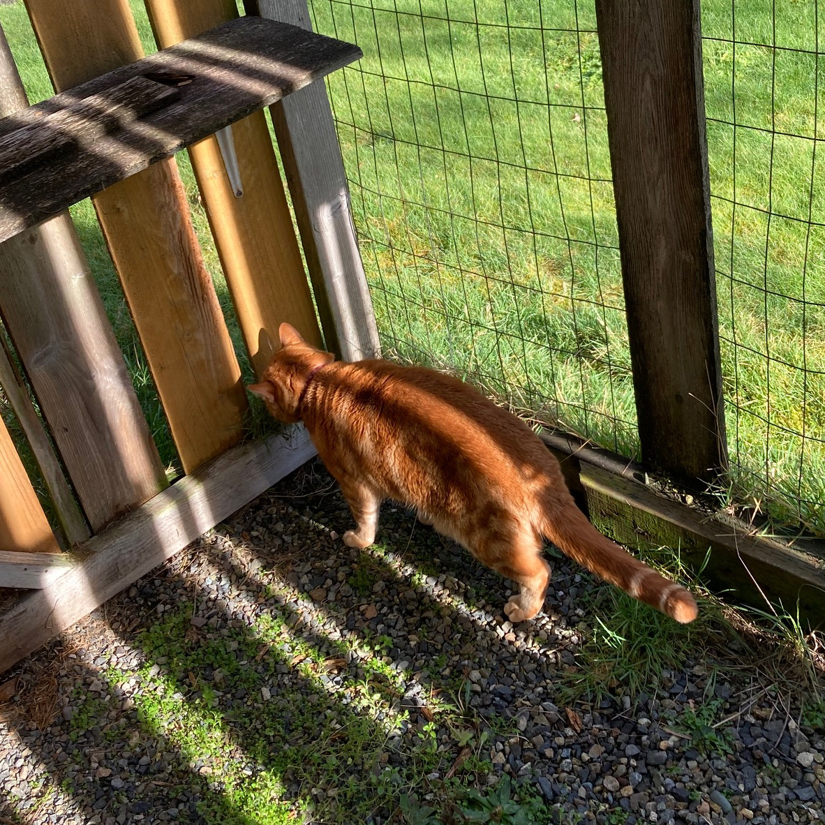 Scooby in catio