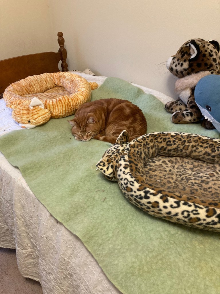 Scooby sleeping in bed