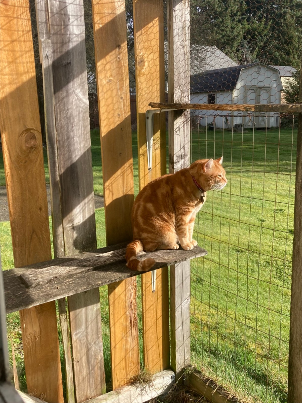Scooby in catio