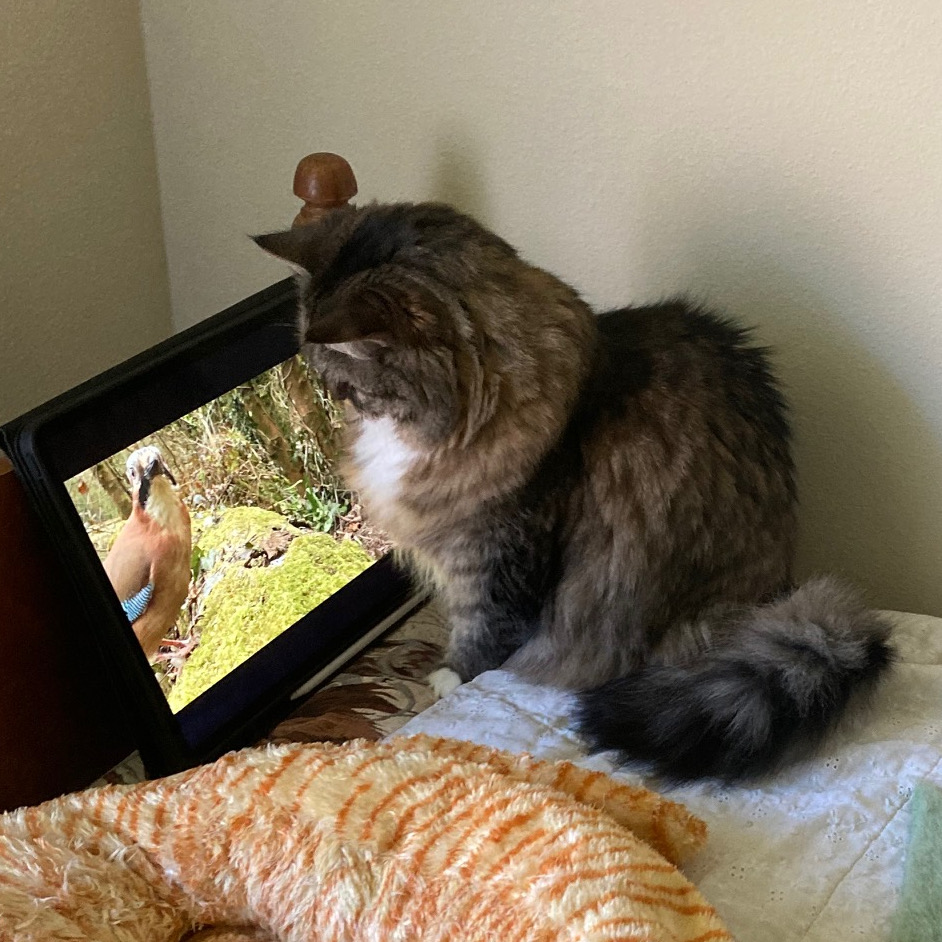 Opie and tablet with bird