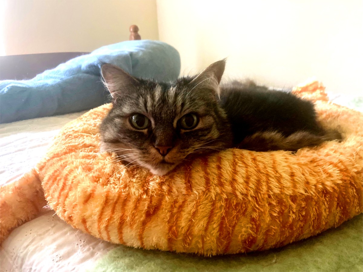 OPIE in orange cat bed