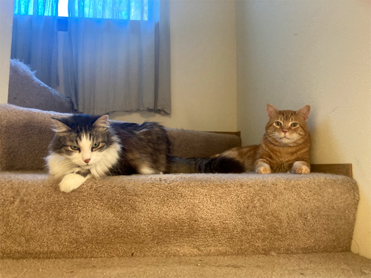 Zeke and Scooby cats on stairs