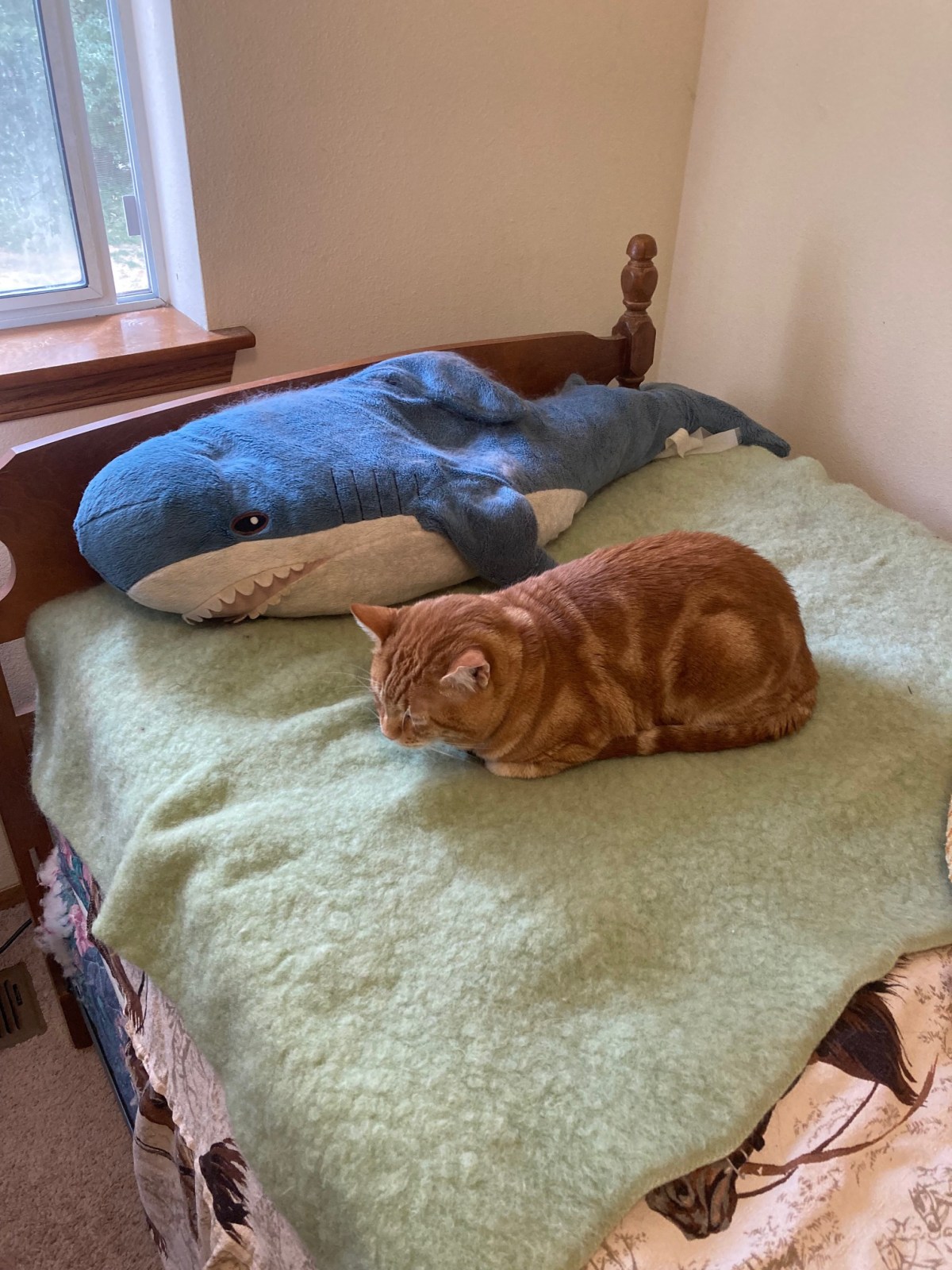 Scooby and Jabberjaw