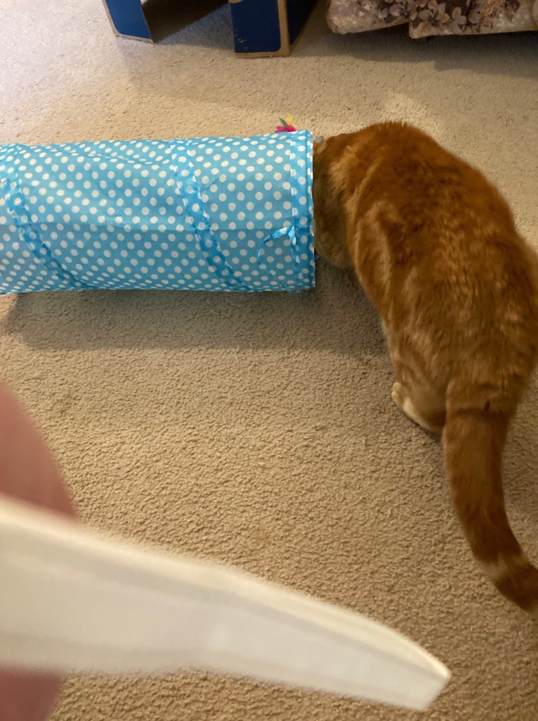 sscooby and tunnel 2