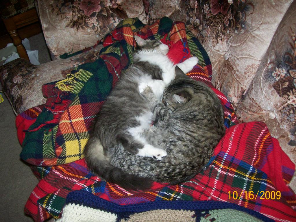 kittebs zeke and opie