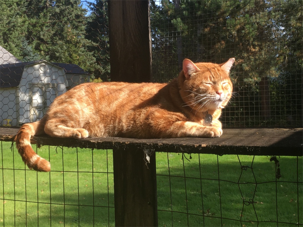 Scooby in catio