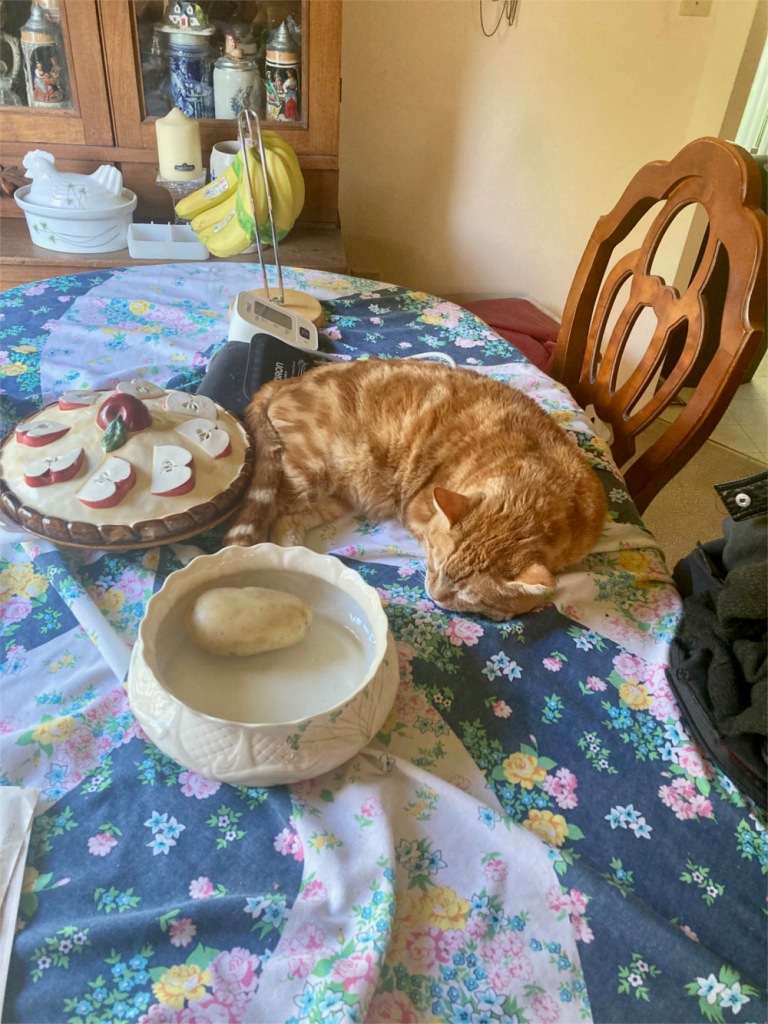 Scooby sleeping on table