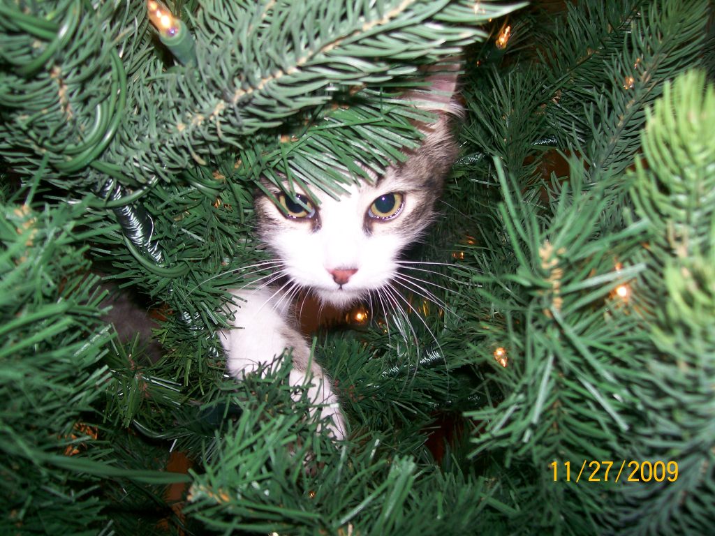 zeke in first christmas tree