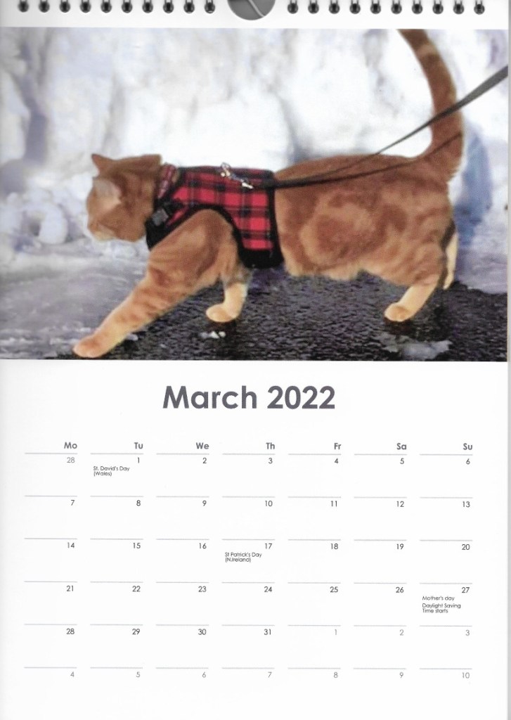 scooby calender cat