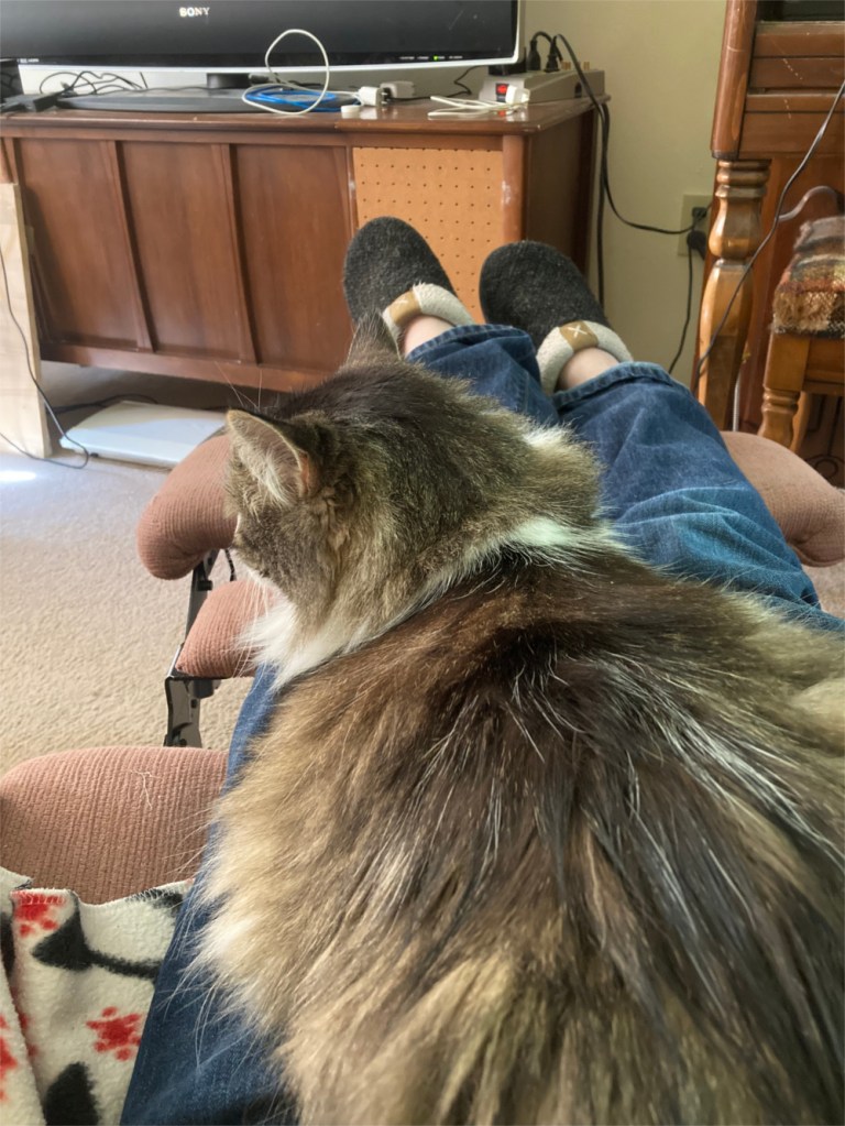 lap cat