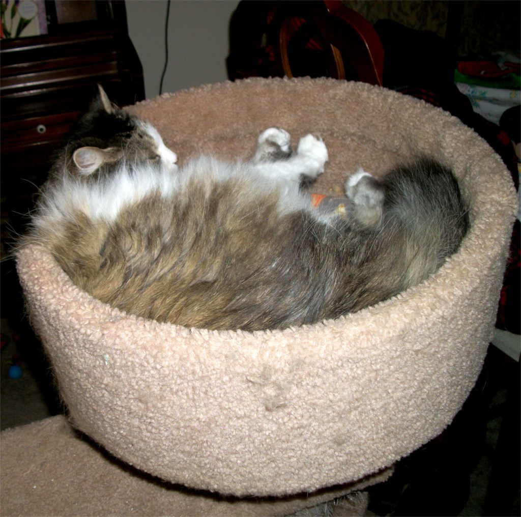 Zeke in the cat tree