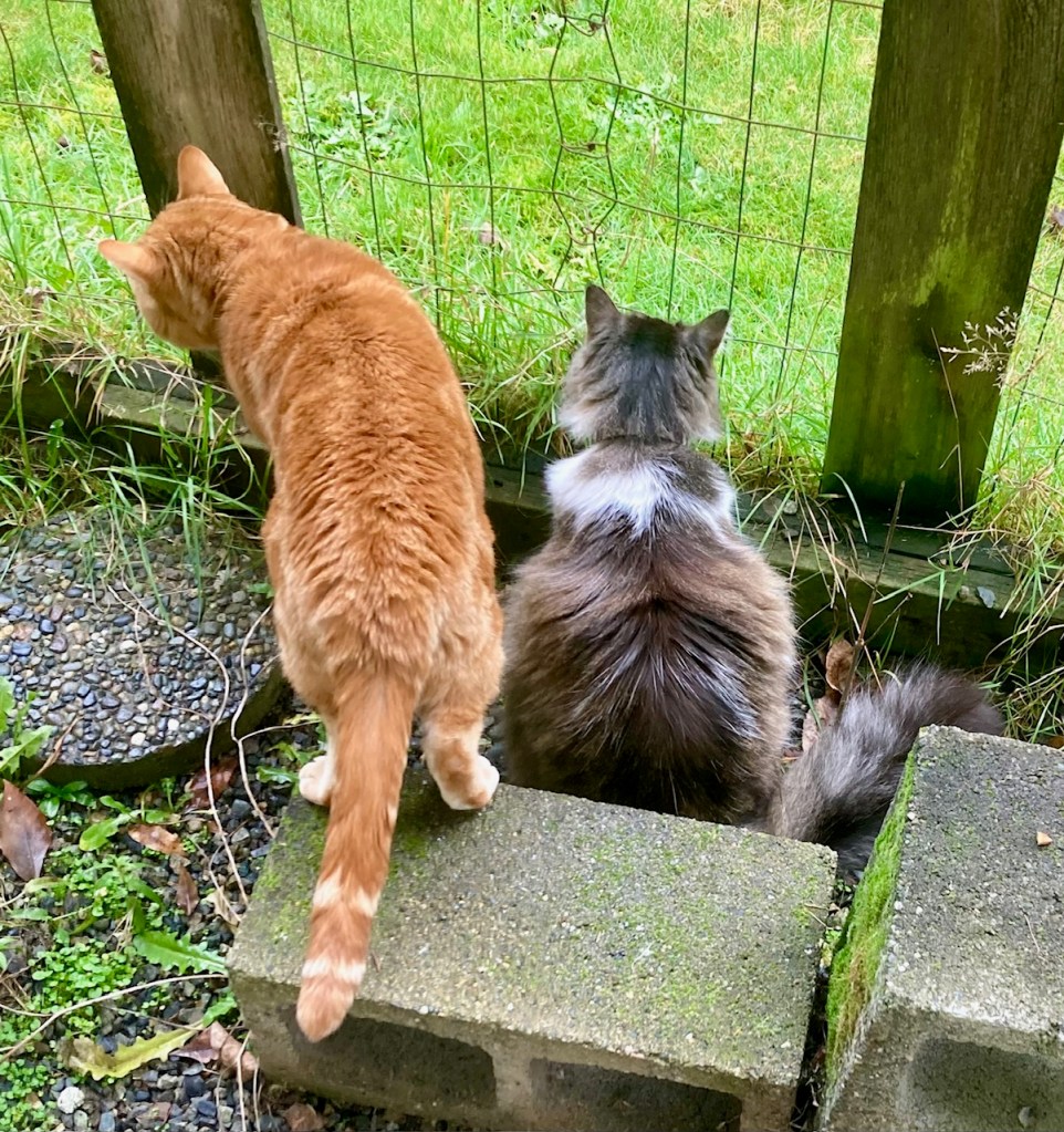 sscooby and zeke in catio