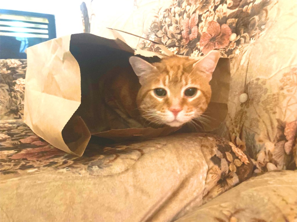 cat in bag