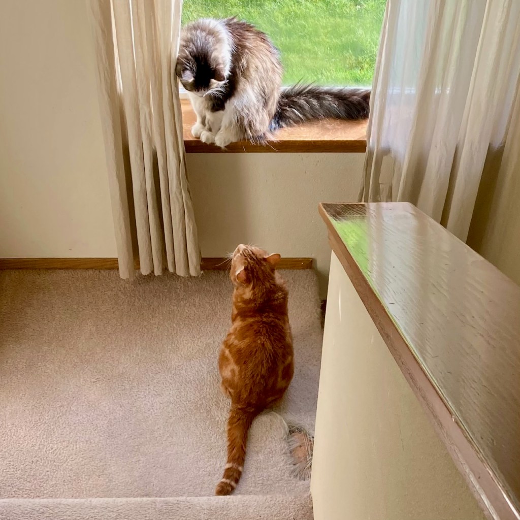 scooby zeke in window