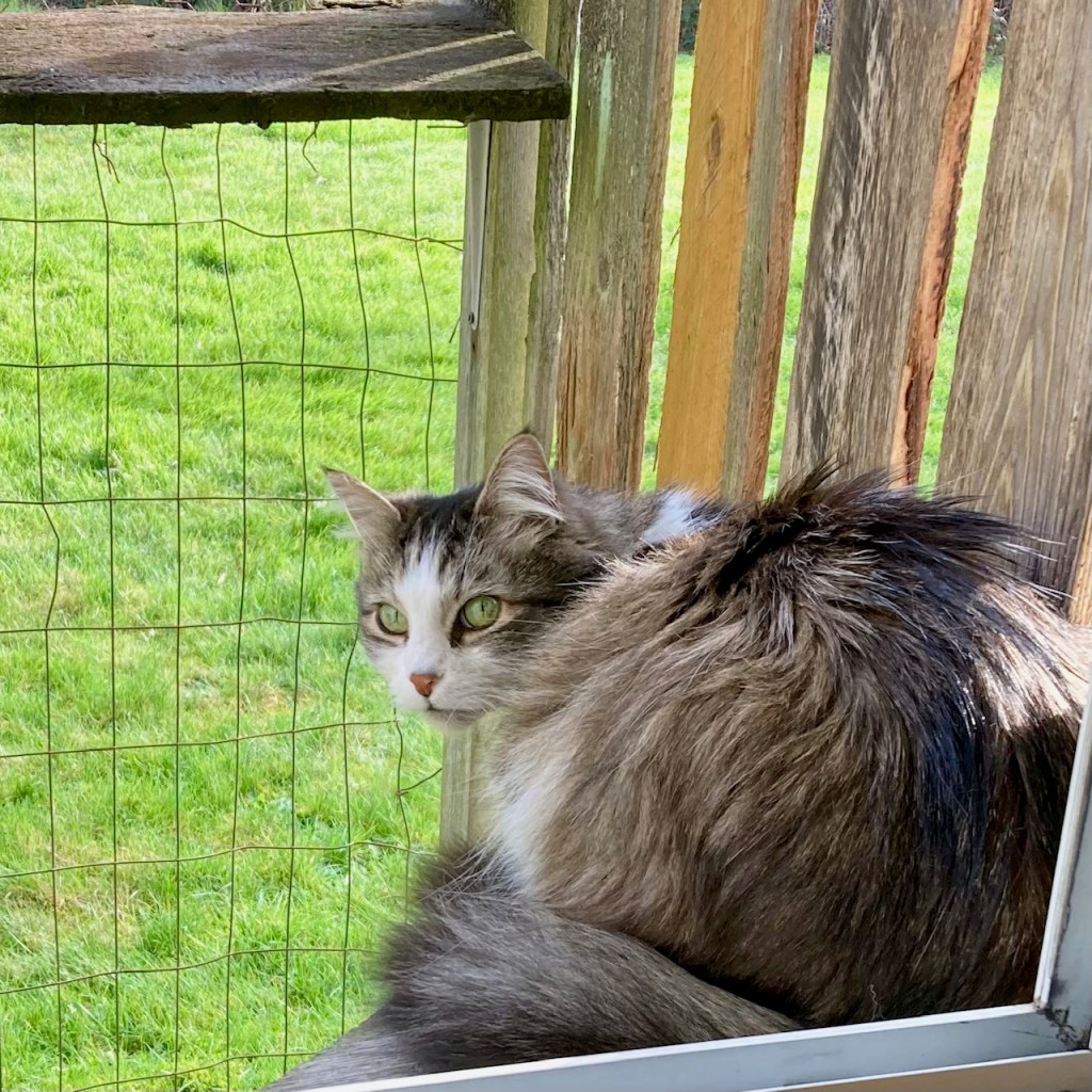 ZEKE in catio