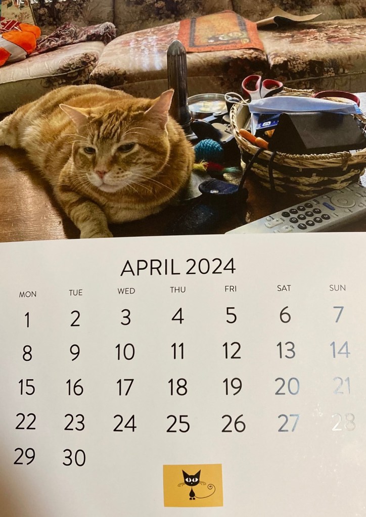 Scooby calendar cat