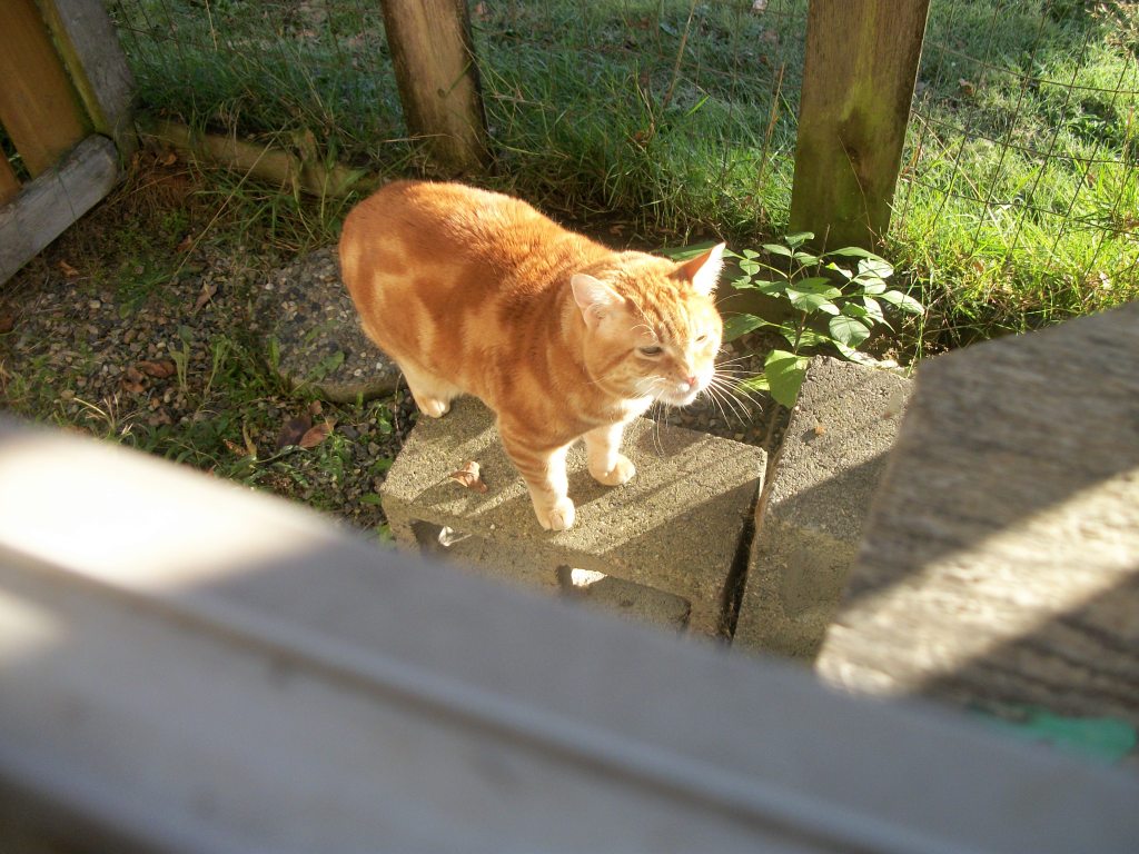 Sunny walks for you in heaven