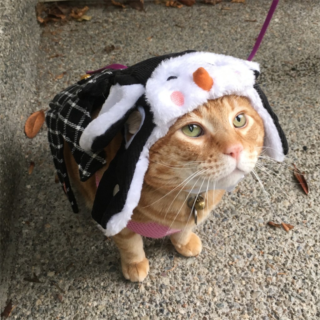 scooby dressed to go out