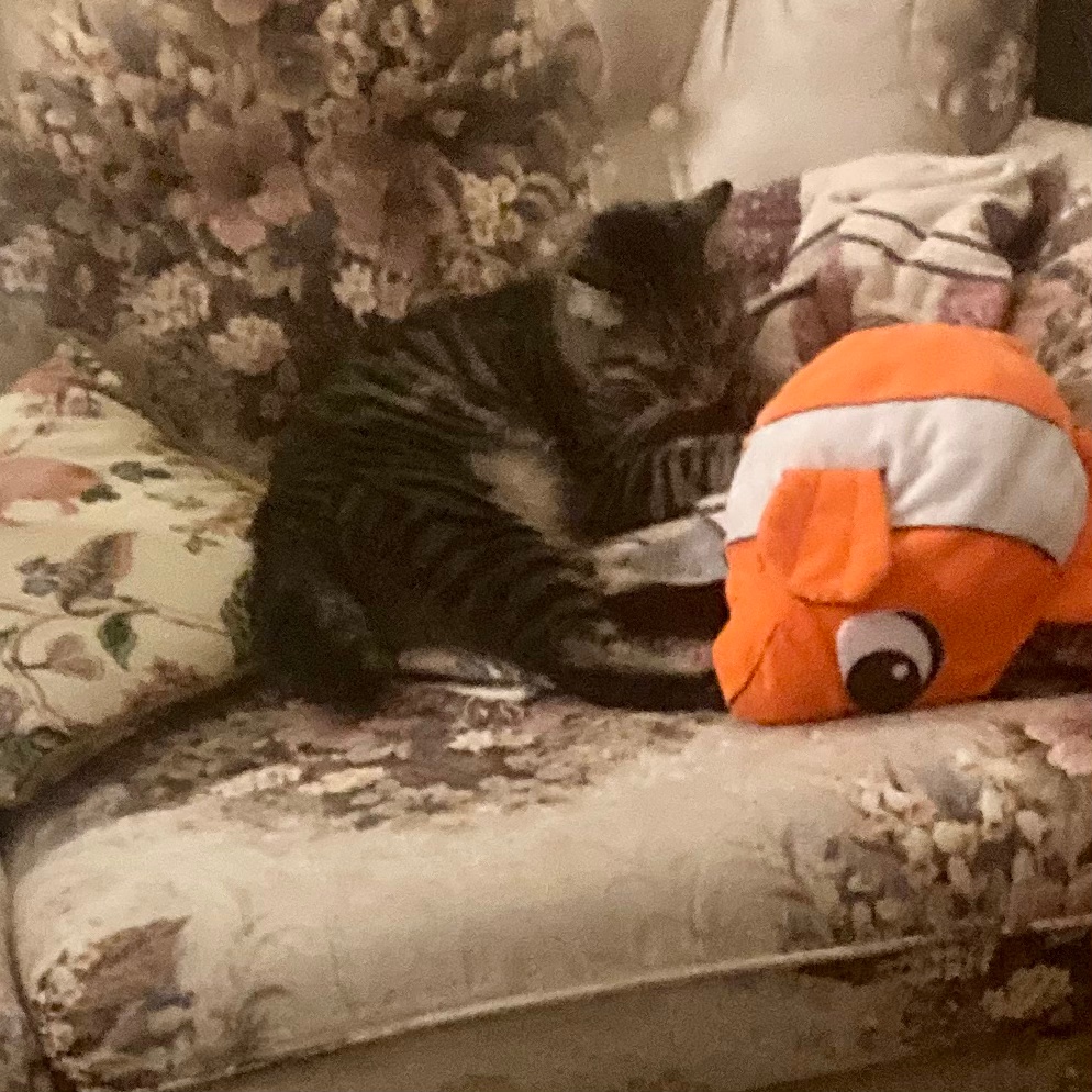 Nicholas finds Nemo