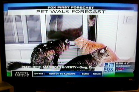 Greg's cats on tv