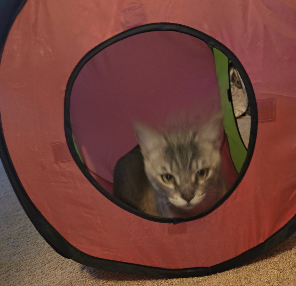 cai in tent