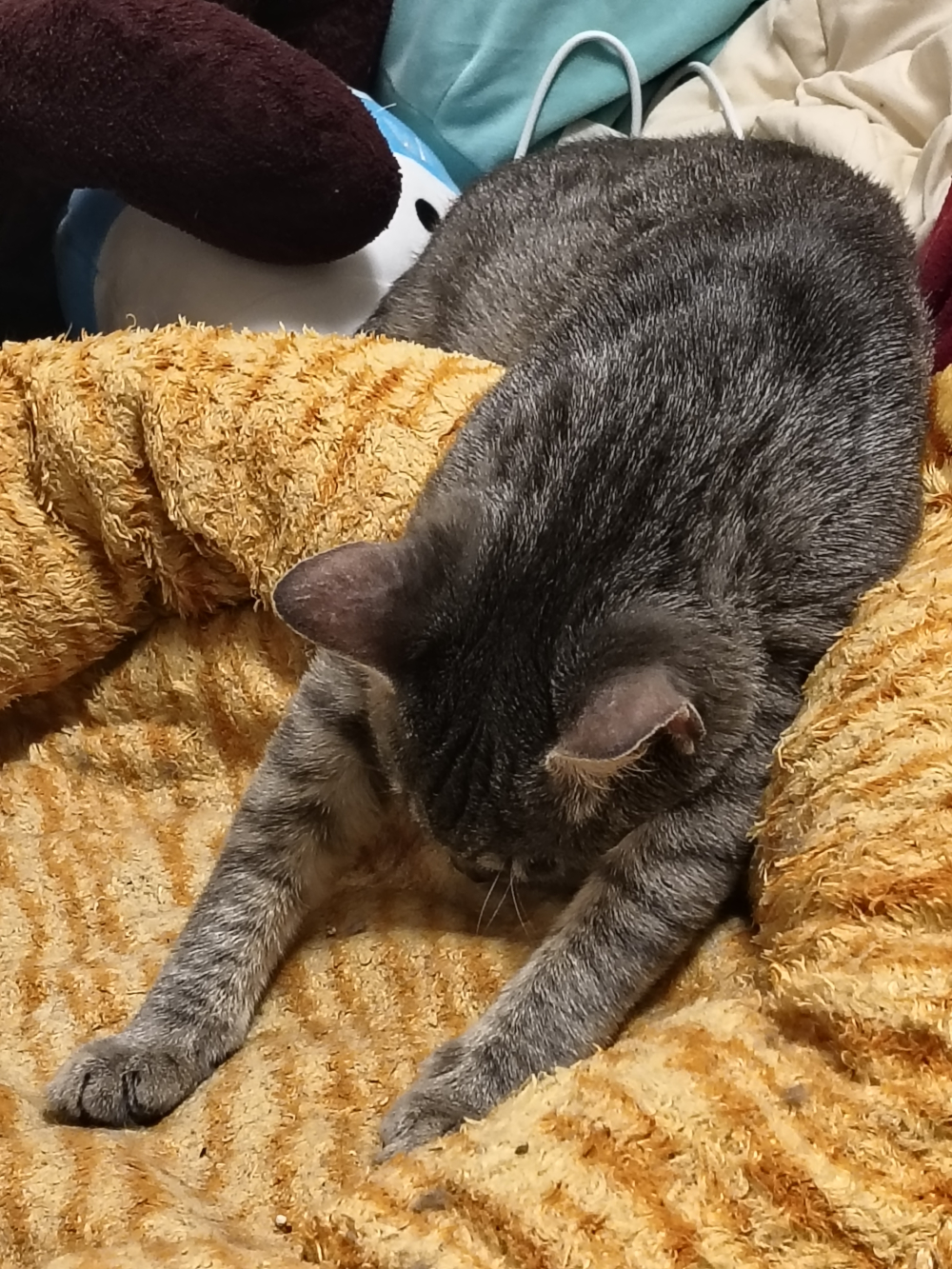 Louie catbed stretch