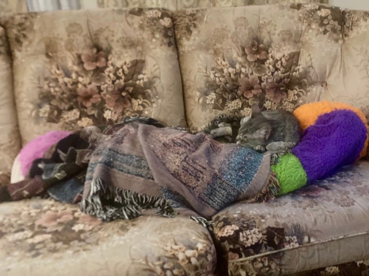 invisible cat exposed