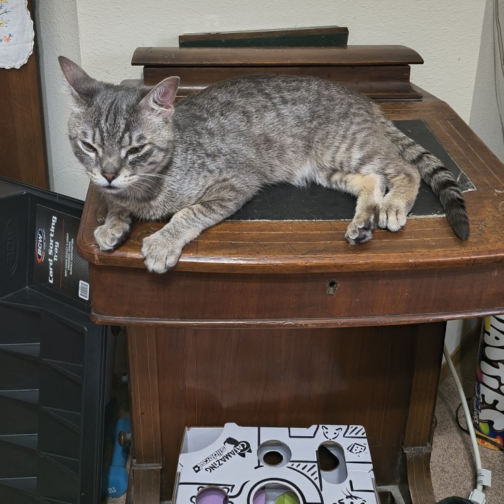 Louis resting on desk