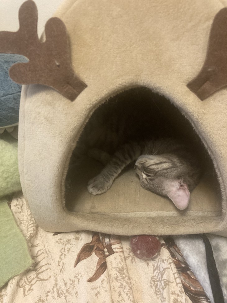 Louie sleeping in reindeer tent