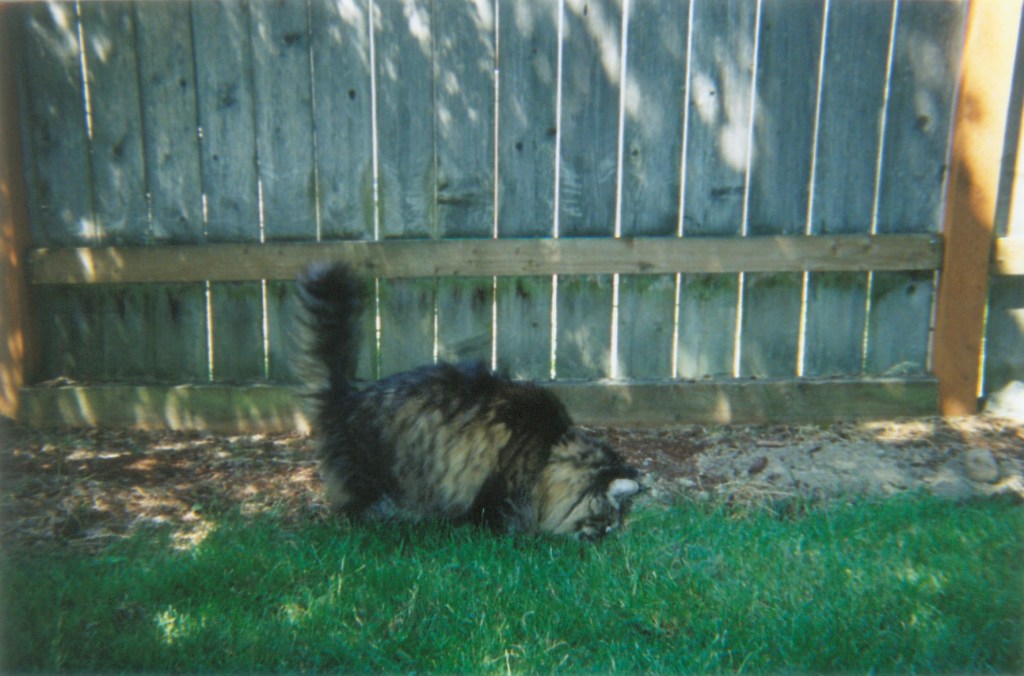 Opie gallery of photos