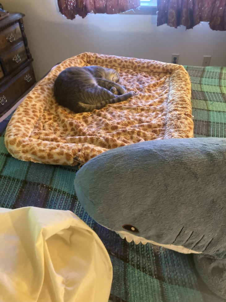Louie and shark