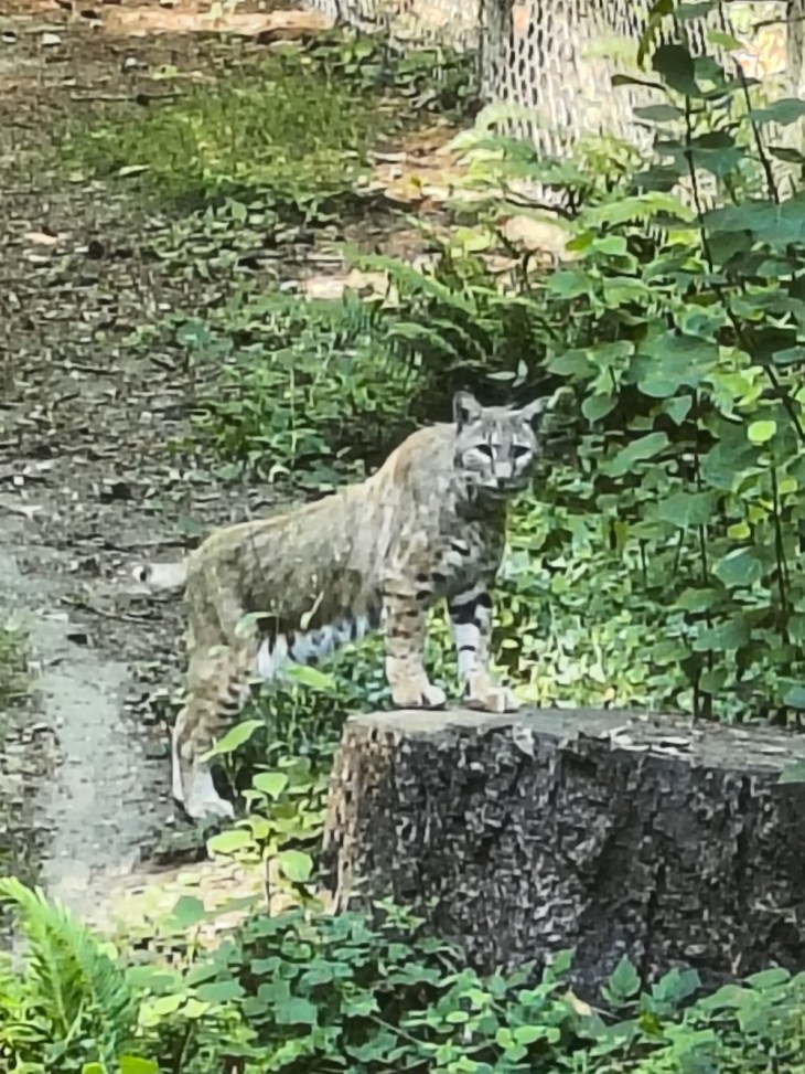 Lynx