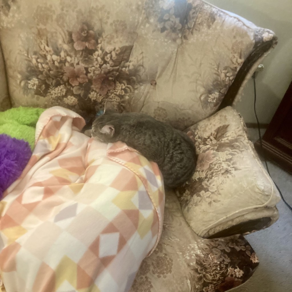 Louie sleeping