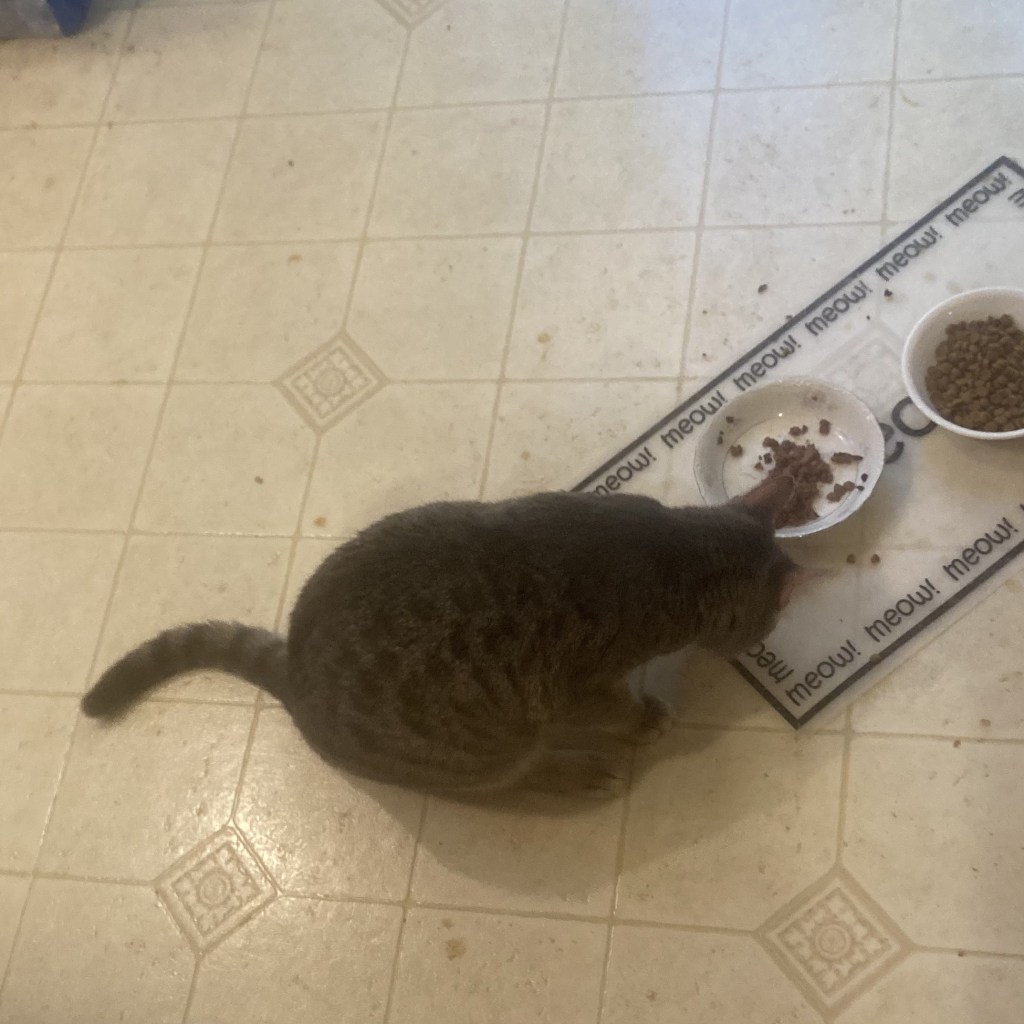 eating treats
