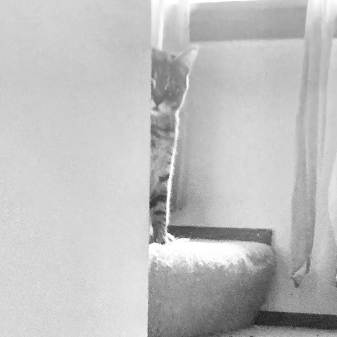 Louie stairs