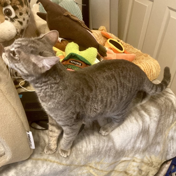 louie sniffing tent