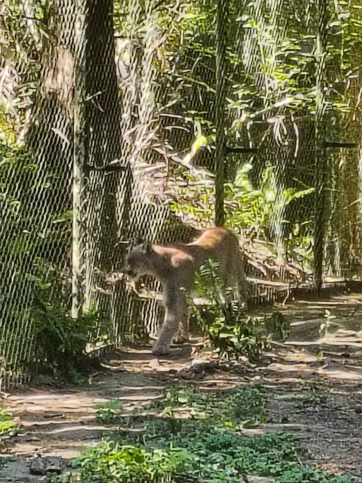 Mountain lion
