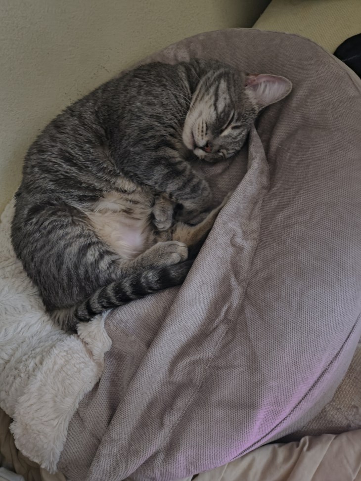 Louie's new catbed